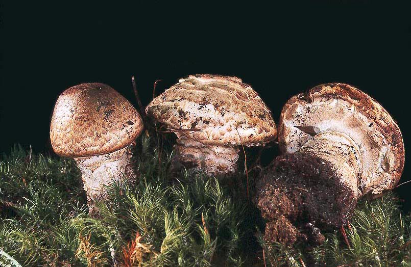 Agaricus elwhaensis